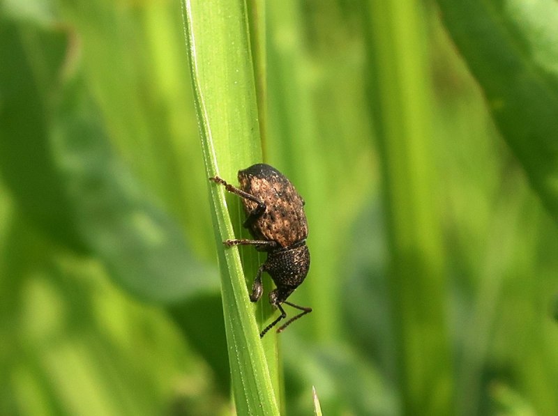 Жук долгоносик насекомые
