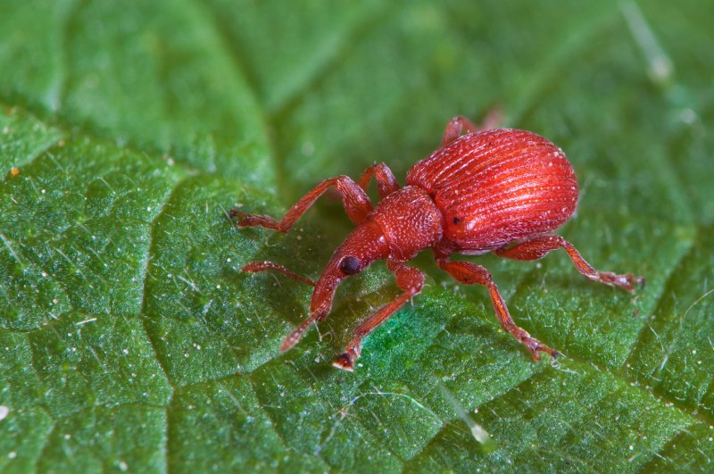 Tychius quinquepunctatus