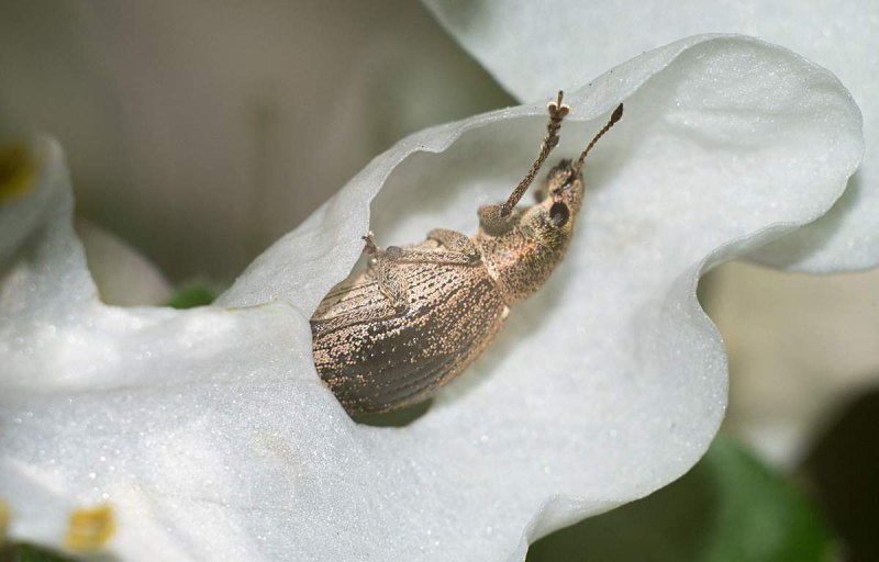 Жужелица долгоносик