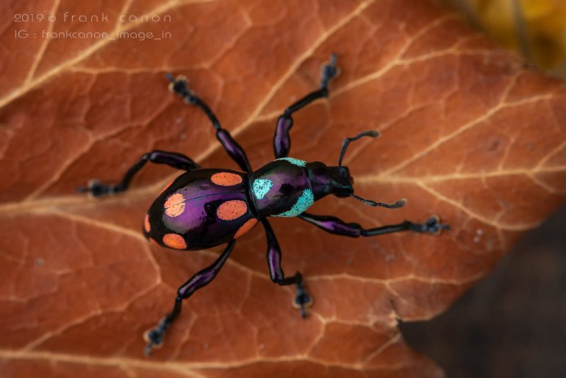 Насекомые Москвы