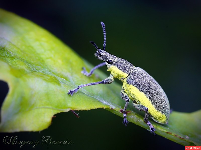 Кленовый долгоносик