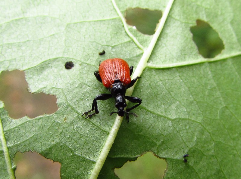 Жуки питающиеся пыльцой