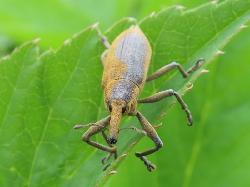 Долгоносики палеонтология