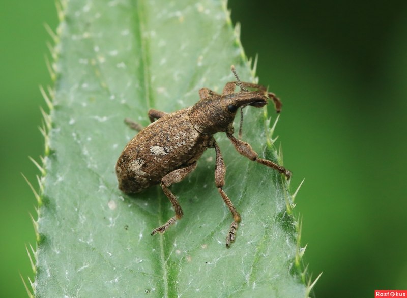 Жук долгоносик оранжевый