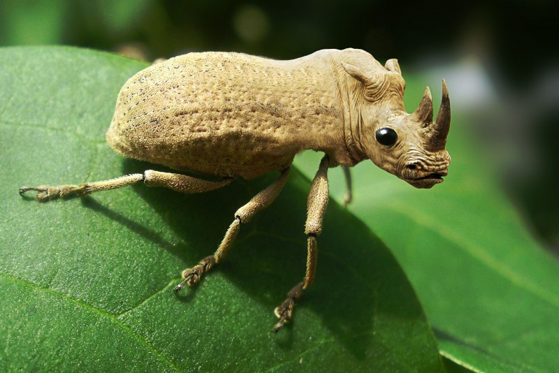 Жук долгоносик Макросъемка