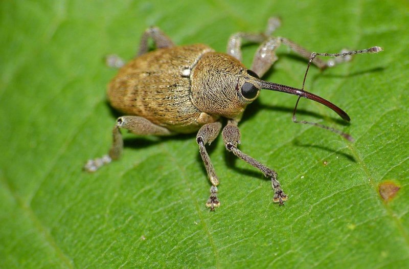 Хлопковый долгоносик