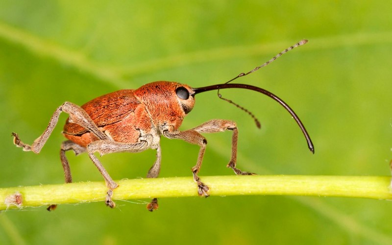 Бриллиантовый долгоносик насекомое