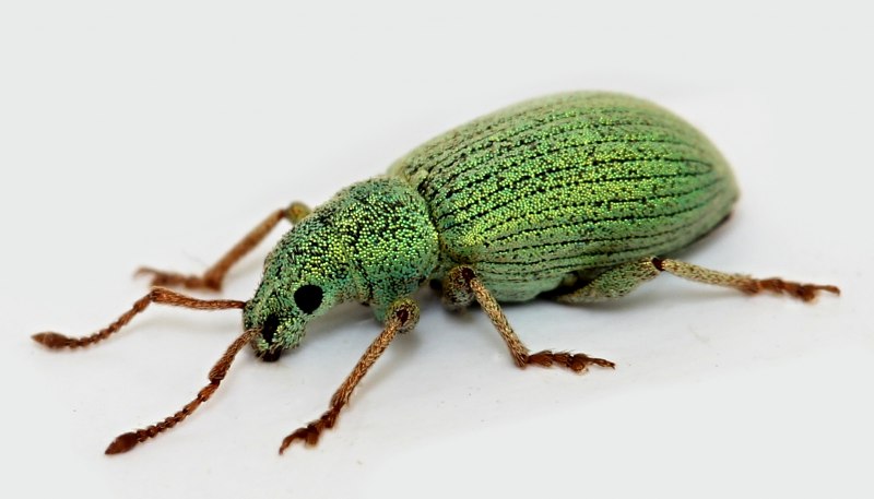 Свекловичный долгоносик 1 куколка