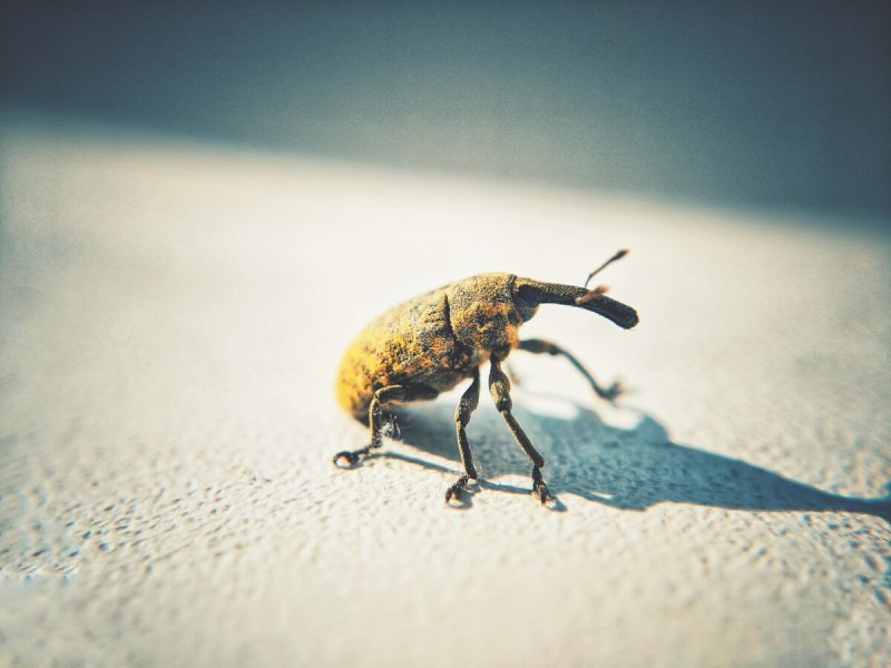 Жук крылатый долгоносик