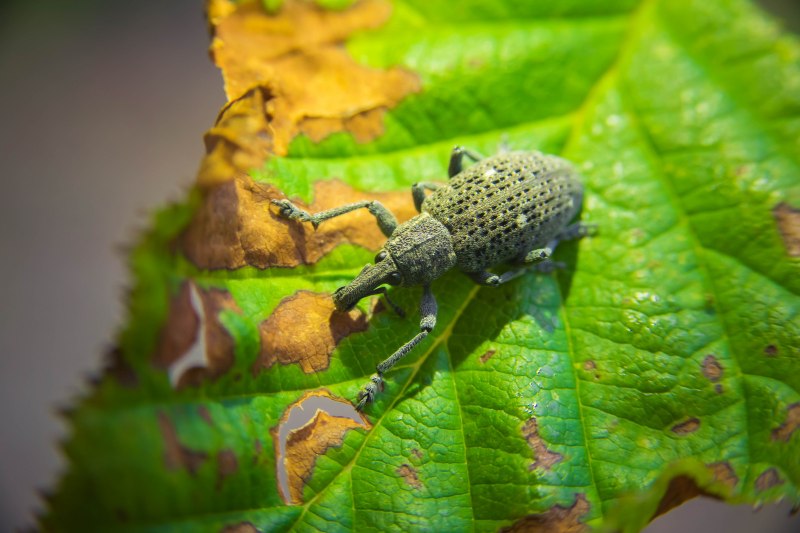 Кофейный жучок фото