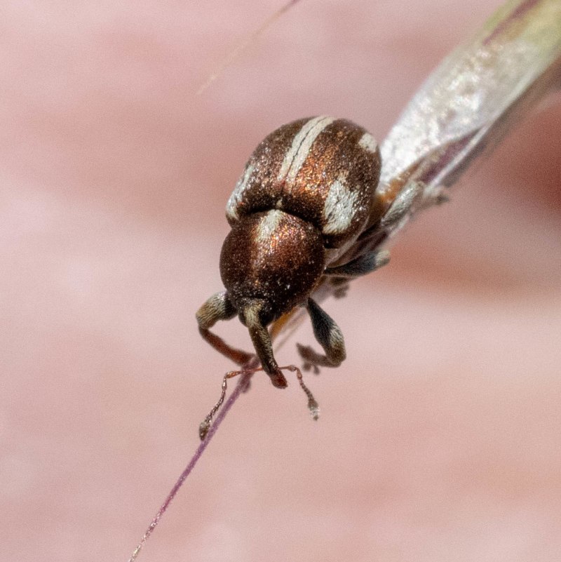 Phyllobius betulinus