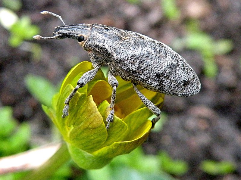 Долгоносик черный