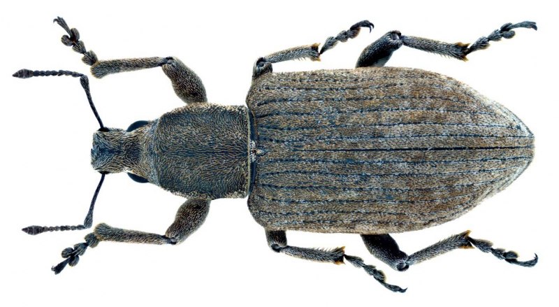 Серый Жук с длинным хоботком