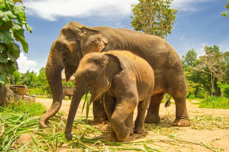 Азиатский слон и индийский слон