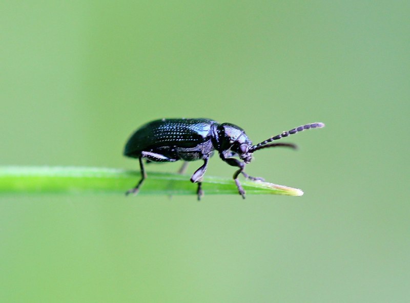 Клоп долгоносик