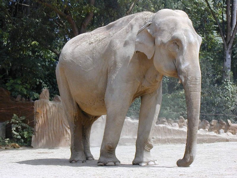 Азиатский слон