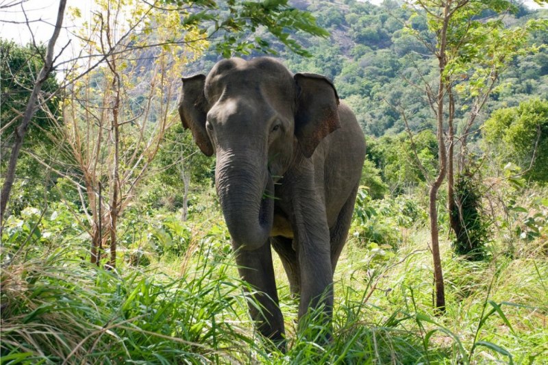Индийский слон отряд