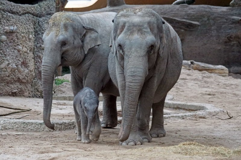 Индийский слон (Elephas Maximus)