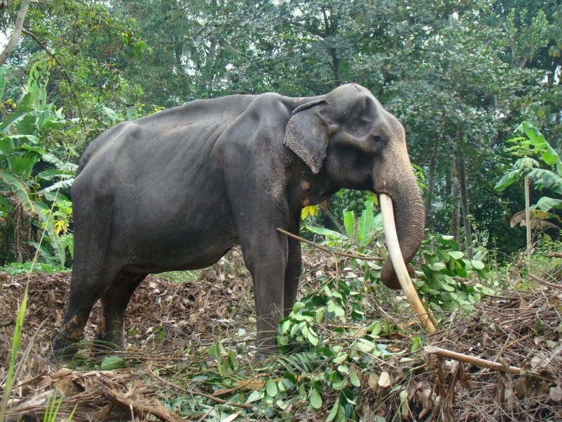 Вымерший индийский Африканский слон