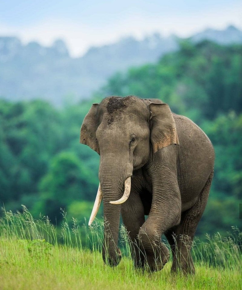 Индийский слон