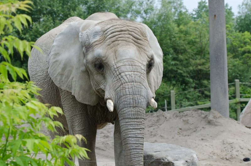 Азиатский слон