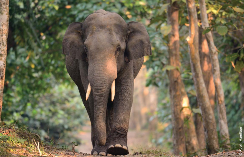 Лаос Дикие индийские слоны