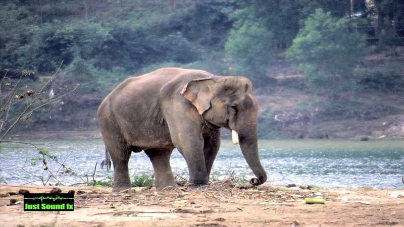 Гималайский слон