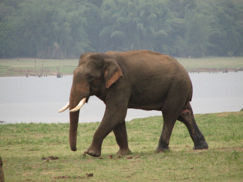 Азиатский слон