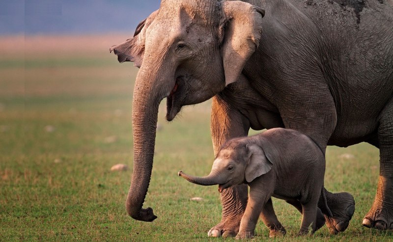 Индийский слон со слоненком