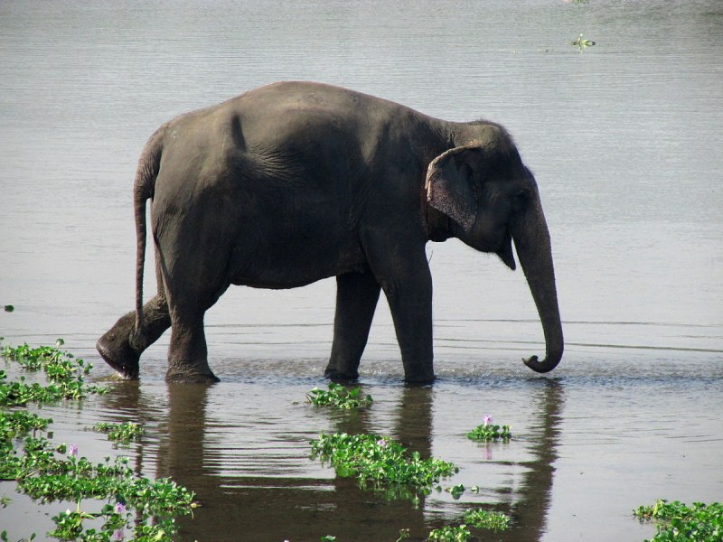 Wild Elephant