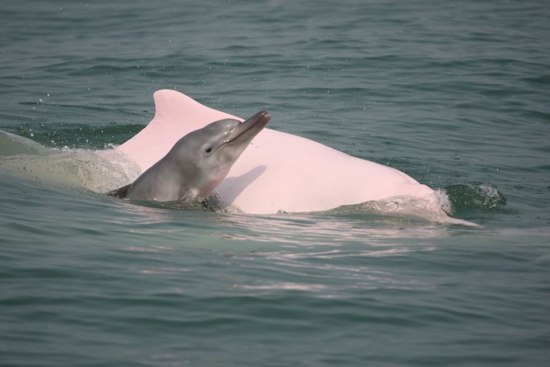 Розовый амазонский Дельфин