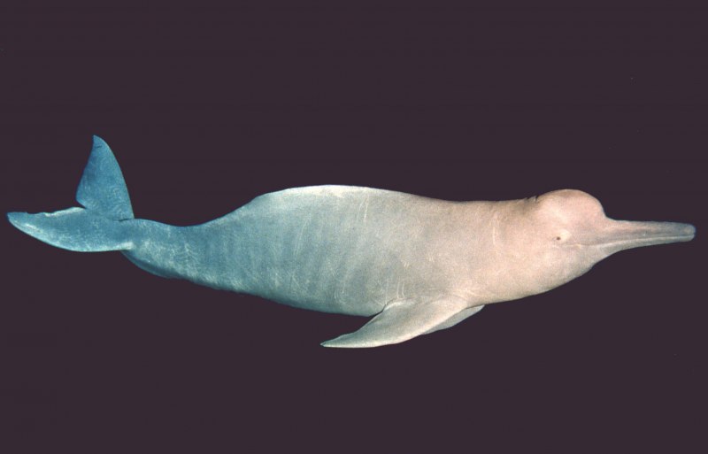 Розовыми амазонскими речными дельфинами