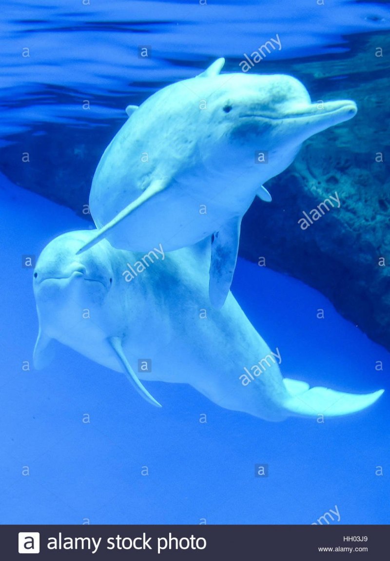 Амазонская иния Дельфин