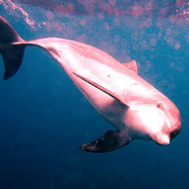 Бото пресноводный Дельфин