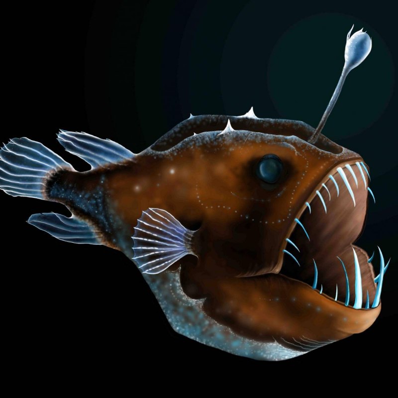 Морской черт удильщик