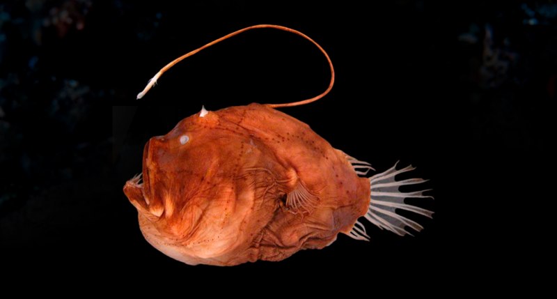 Удильщик Джонсона Melanocetus johnsonii