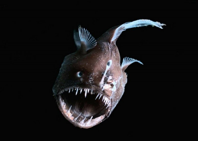 Глубоководная рыба удильщик