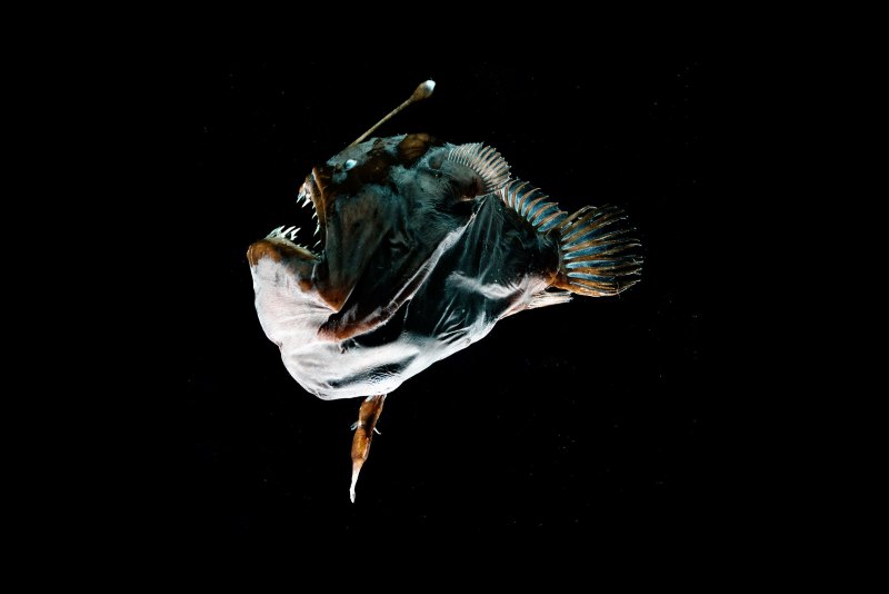 Европейский удильщик морской чёрт