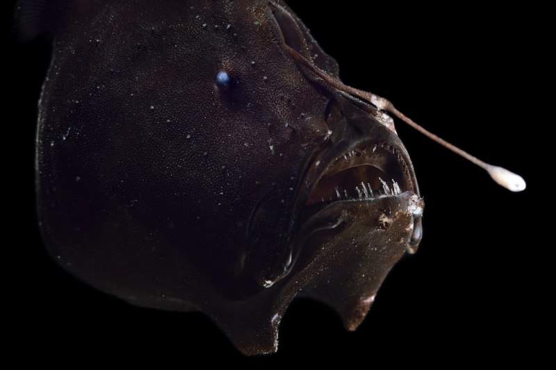 Рыба удильщик вид спереди