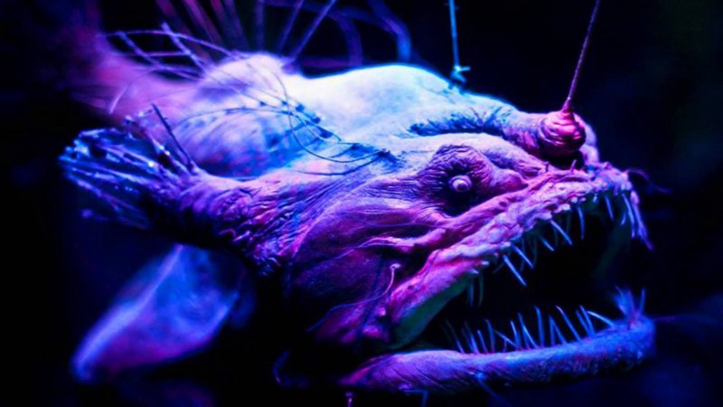 Глубоководные рыбы