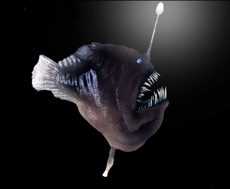 Европейский удильщик морской чёрт