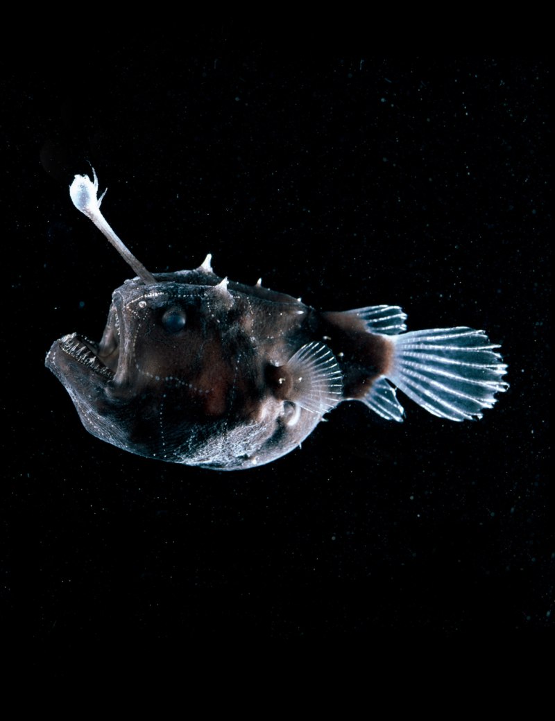 Морской черт удильщик