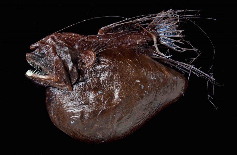 Марианская впадина удильщик