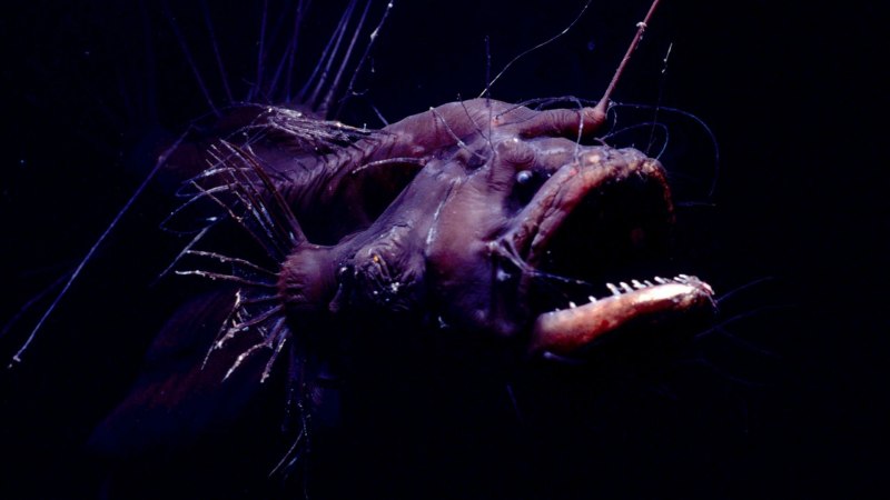 Чёрный удильщик Джонсона