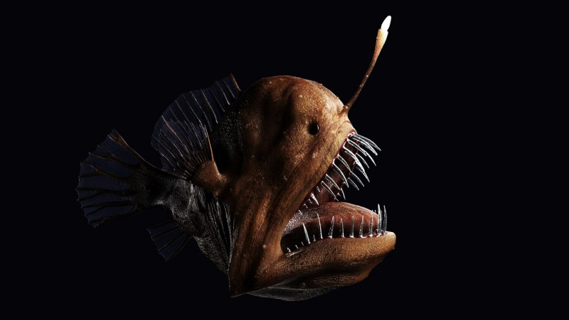 Рыба удильщик