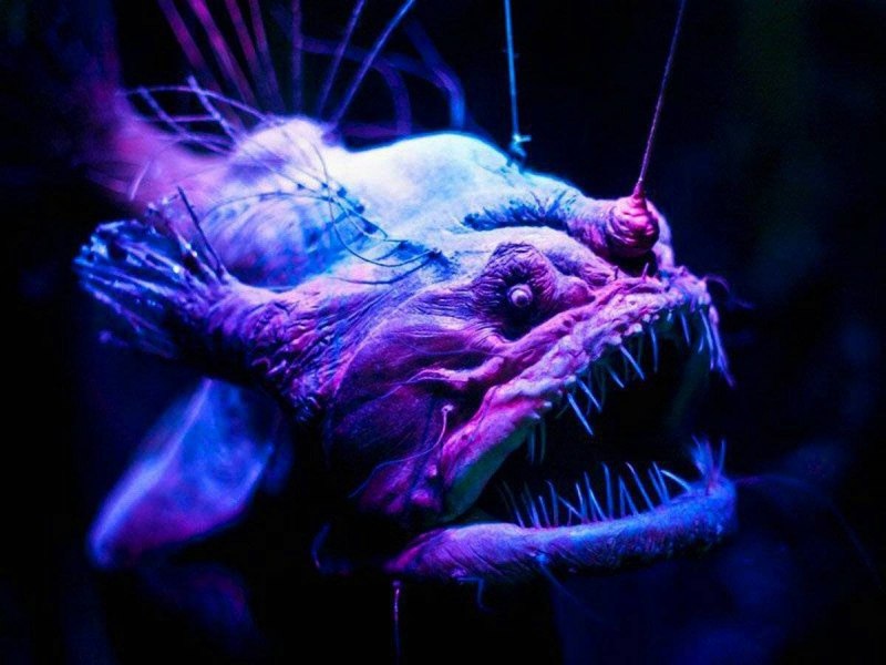 Меланоцет Джонсона горбатый морской черт