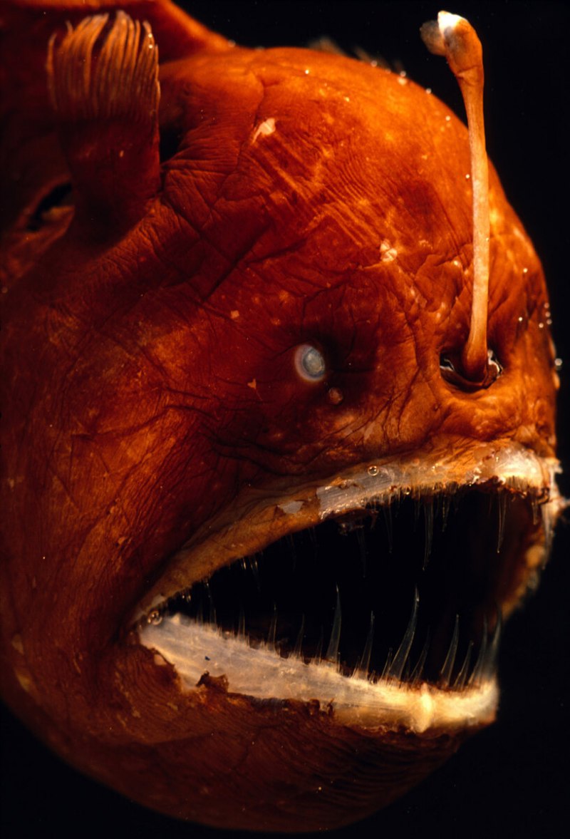 Морской черт удильщик