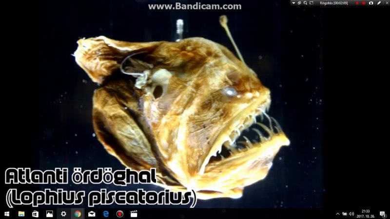 Рыба удильщик в аквариуме