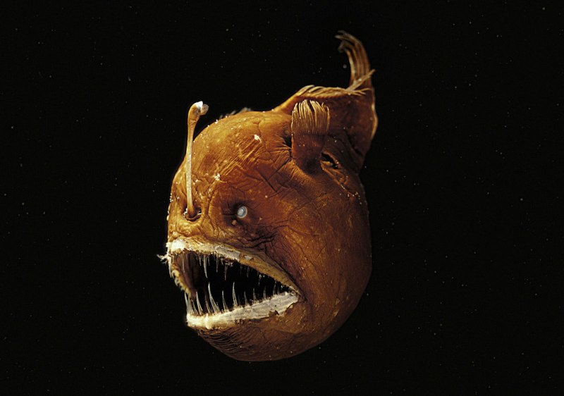 Рыба удильщик рыба удильщик