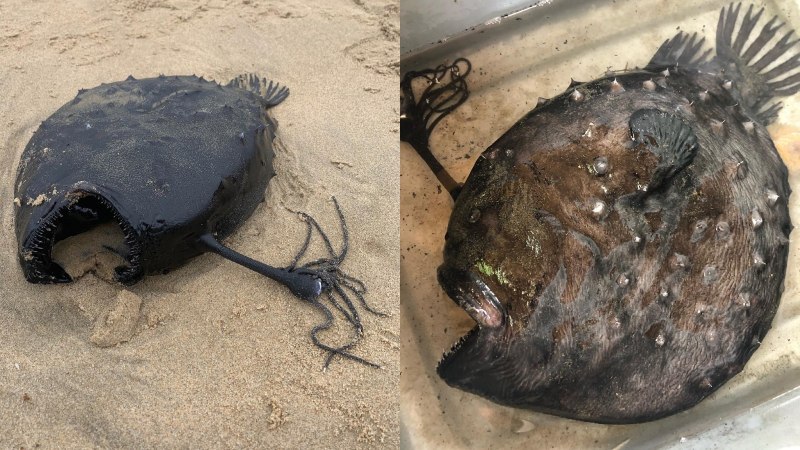 Рыба отряд удильщик